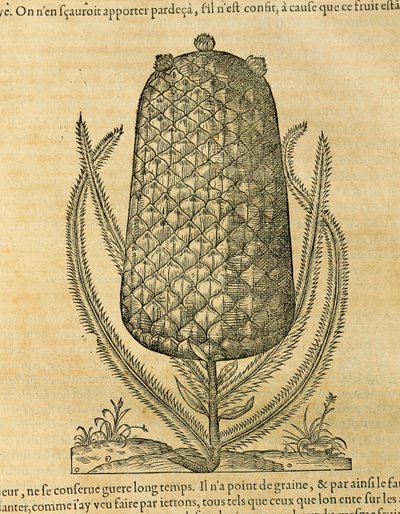 Ananas (Ananas comosus), gravure door Andre Thevet door Andre Thevet