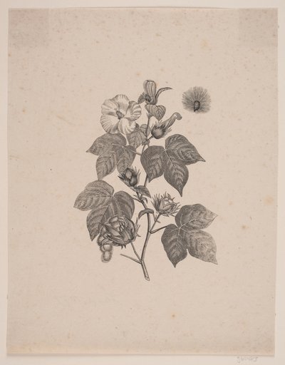Katoenplant door Andreas Flinch