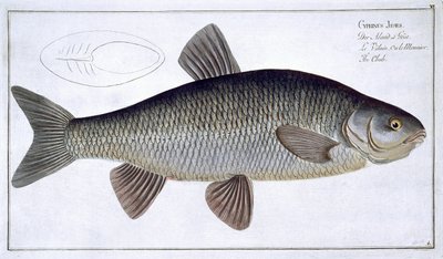 Chub (Cyprinus Jeses) plaat VI uit 