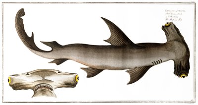 Hamerhaai, uitgegeven door Black, ca. 1790 door Andreas Ludwig Kruger