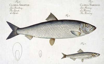 Haring (Clupea Harengus) (Fig. 1) en Sprot (Clupea Sprattus) plaat XXIX uit 