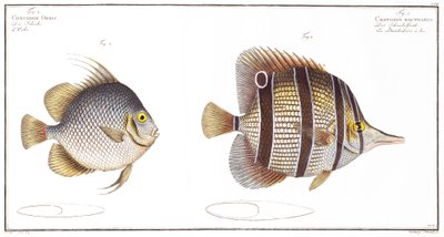 Bolvis en snavelvis, uitgegeven door Black, ca. 1790 door Andreas Ludwig Kruger