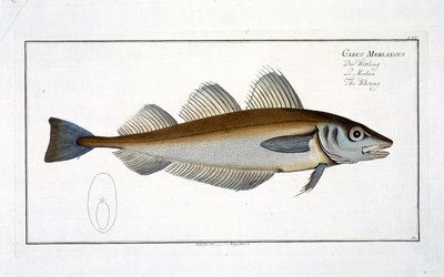 Wijting (Gadus Merlangus) plaat LXV uit 