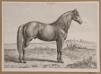 Rolf. Een paard in het veld door Andreas Peter Madsen
