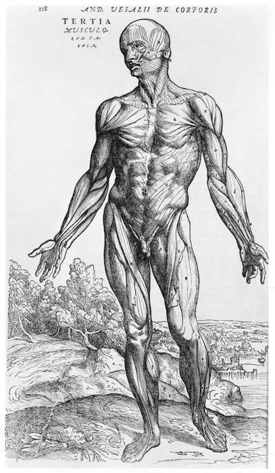Anatomische Studie, illustratie uit 