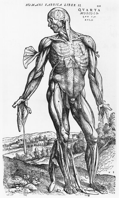 Anatomische studie, illustratie uit 