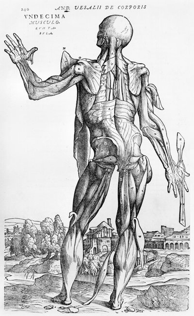 Anatomische studie, illustratie uit 