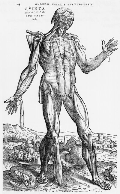 Anatomische Studie, illustratie uit 