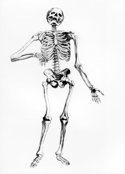 Menselijk Skelet door Andreas Vesalius