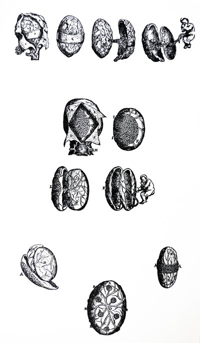 De Platen uit het Vijfde Boek van de De Humani Corporis Fabrica door Andreas Vesalius