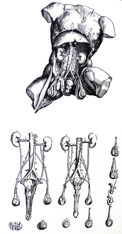 De Platen uit het Vijfde Boek van de De Humani Corporis Fabrica door Andreas Vesalius