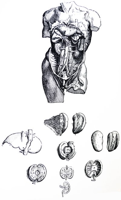 De platen uit het vijfde boek van de De Humani Corporis Fabrica door Andreas Vesalius