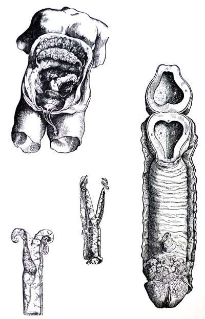 De Platen uit het Vijfde Boek van de De Humani Corporis Fabrica door Andreas Vesalius