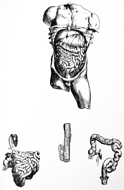 De platen uit het vijfde boek van de De Humani Corporis Fabrica door Andreas Vesalius