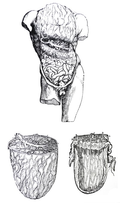 De Platen uit het Vijfde Boek van de De Humani Corporis Fabrica door Andreas Vesalius
