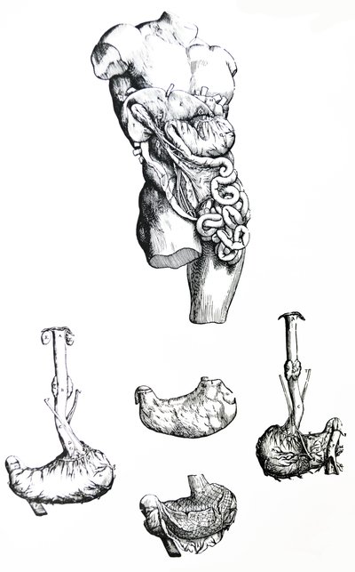 De platen uit het vijfde boek van de De Humani Corporis Fabrica door Andreas Vesalius