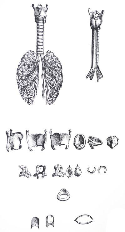 De platen uit het eerste boek van de De Humani Corporis Fabrica door Andreas Vesalius