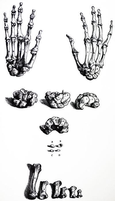 De platen uit het eerste boek van de De Humani Corporis Fabrica door Andreas Vesalius
