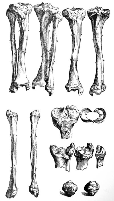 De platen uit het eerste boek van de De Humani Corporis Fabrica door Andreas Vesalius