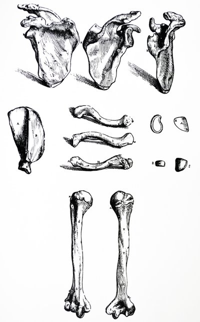 De platen uit het eerste boek van de De Humani Corporis Fabrica door Andreas Vesalius
