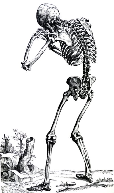 De platen uit het eerste boek van de De Humani Corporis Fabrica door Andreas Vesalius