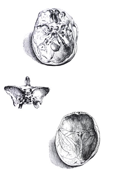 De platen uit het eerste boek van de De Humani Corporis Fabrica door Andreas Vesalius