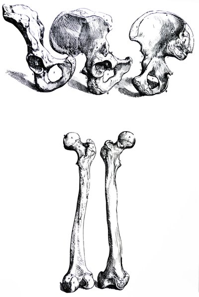 De platen uit het eerste boek van de De Humani Corporis Fabrica door Andreas Vesalius