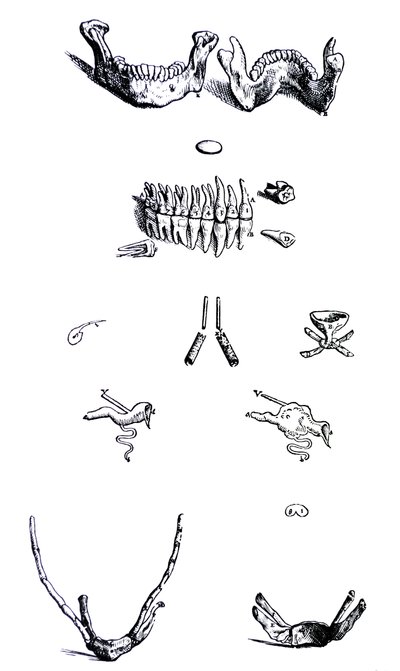 De platen uit het eerste boek van de De Humani Corporis Fabrica door Andreas Vesalius