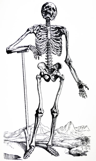 De platen uit het eerste boek van de De Humani Corporis Fabrica door Andreas Vesalius