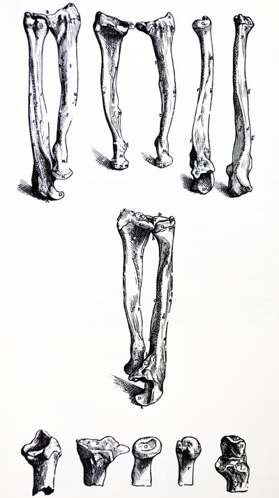 De Platen uit het Eerste Boek van de De Humani Corporis Fabrica door Andreas Vesalius