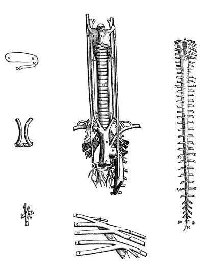 De Platen uit het Vierde Boek van de De Humani Corporis Fabrica door Andreas Vesalius