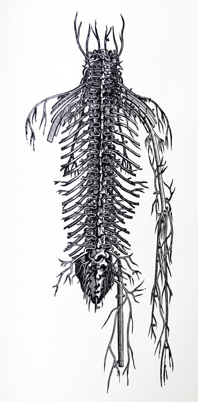 De Platen uit het Vierde Boek van de De Humani Corporis Fabrica door Andreas Vesalius