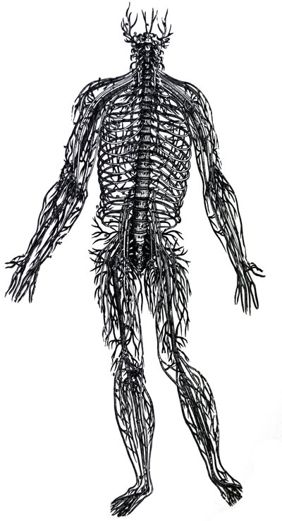 De Platen uit het Vierde Boek van de De Humani Corporis Fabrica door Andreas Vesalius