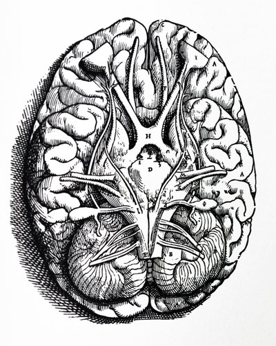 De platen uit het vierde boek van de De Humani Corporis Fabrica door Andreas Vesalius