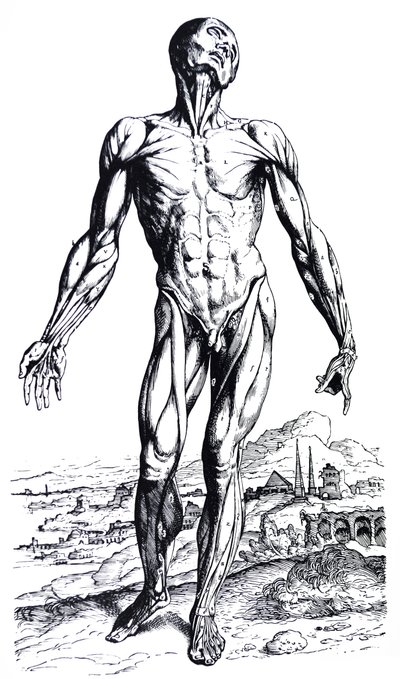 De platen uit het tweede boek van de De Humani Corporis Fabrica door Andreas Vesalius