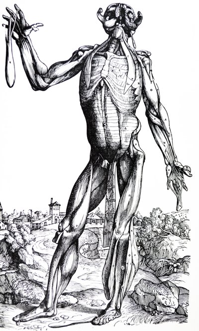De platen uit het tweede boek van de De Humani Corporis Fabrica door Andreas Vesalius