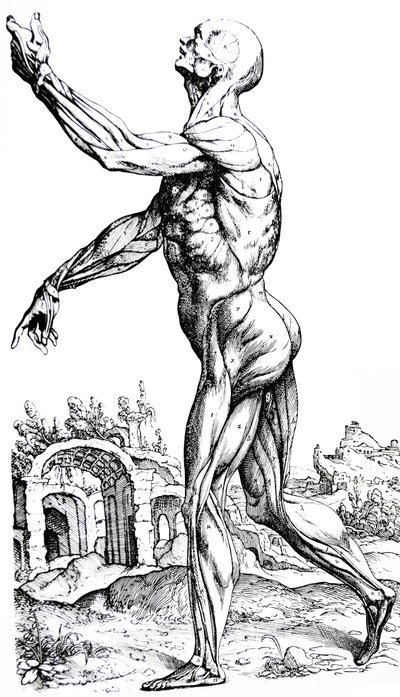 De platen uit het tweede boek van de De Humani Corporis Fabrica door Andreas Vesalius