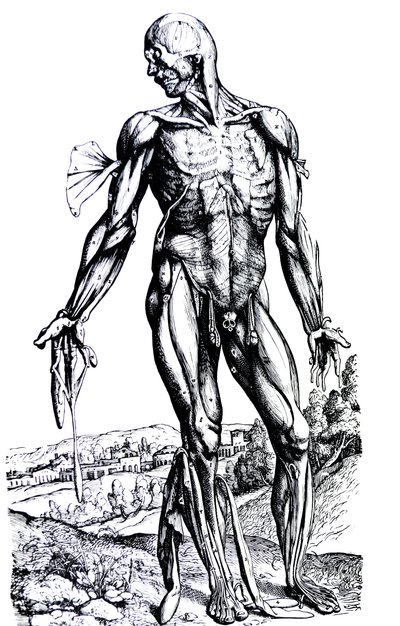 De platen uit het tweede boek van de De Humani Corporis Fabrica door Andreas Vesalius