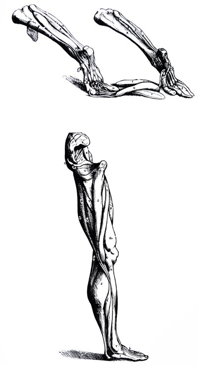De platen uit het tweede boek van De Humani Corporis Fabrica door Andreas Vesalius