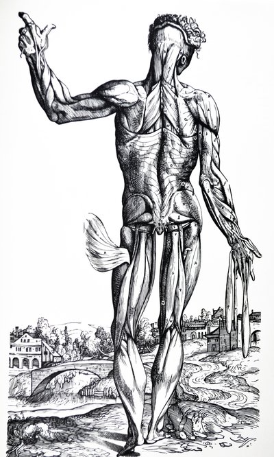 De platen uit het tweede boek van de De Humani Corporis Fabrica door Andreas Vesalius