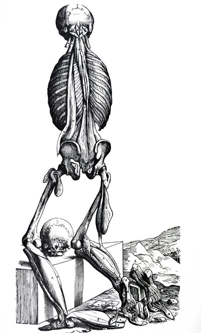 De Platen uit het Tweede Boek van de De Humani Corporis Fabrica door Andreas Vesalius