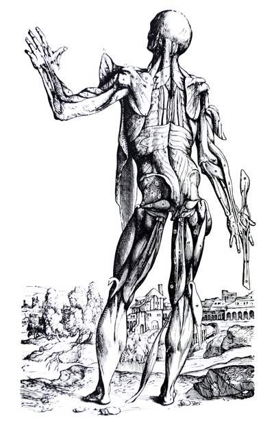 De Platen uit het Tweede Boek van de De Humani Corporis Fabrica door Andreas Vesalius
