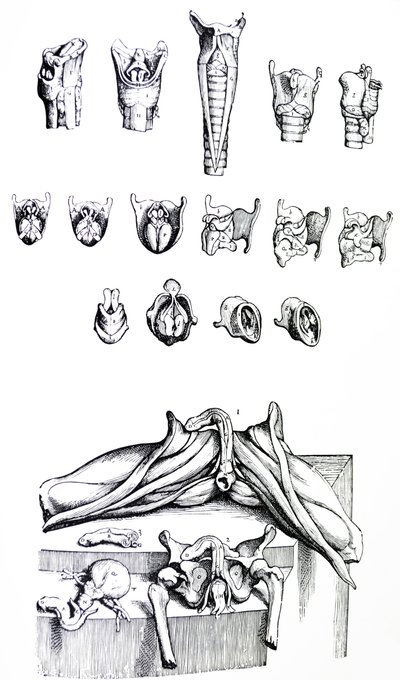 De Platen uit het Tweede Boek van de De Humani Corporis Fabrica door Andreas Vesalius