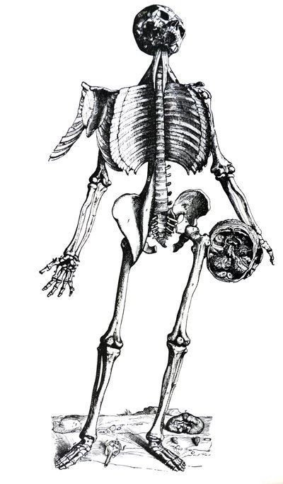 De Platen uit het Zevende Boek van de De Humani Corporis Fabrica door Andreas Vesalius