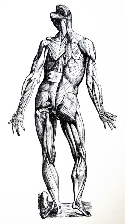 De platen uit het zevende boek van de De Humani Corporis Fabrica door Andreas Vesalius
