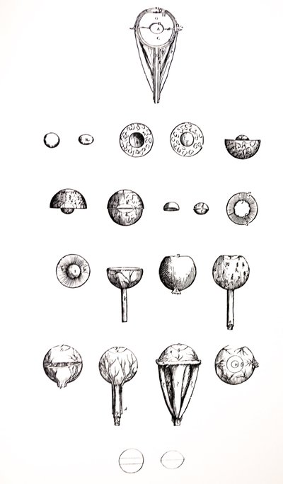 De Platen uit het Zevende Boek van de De Humani Corporis Fabrica door Andreas Vesalius