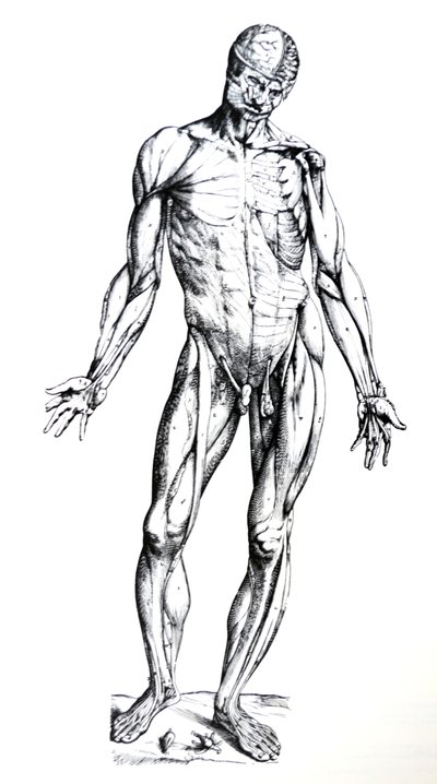De platen uit het zevende boek van de De Humani Corporis Fabrica door Andreas Vesalius