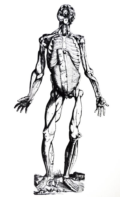 De platen uit het zevende boek van de De Humani Corporis Fabrica door Andreas Vesalius
