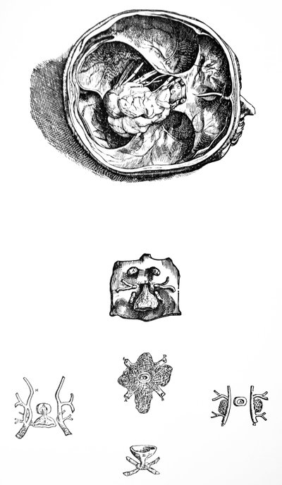 De platen uit het zevende boek van de De Humani Corporis Fabrica door Andreas Vesalius