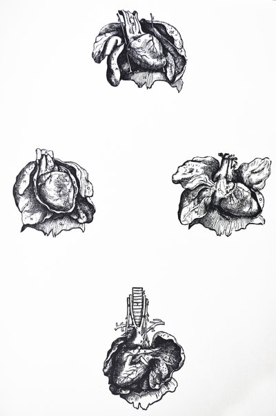 De Platen uit het Zesde Boek van de De Humani Corporis Fabrica door Andreas Vesalius